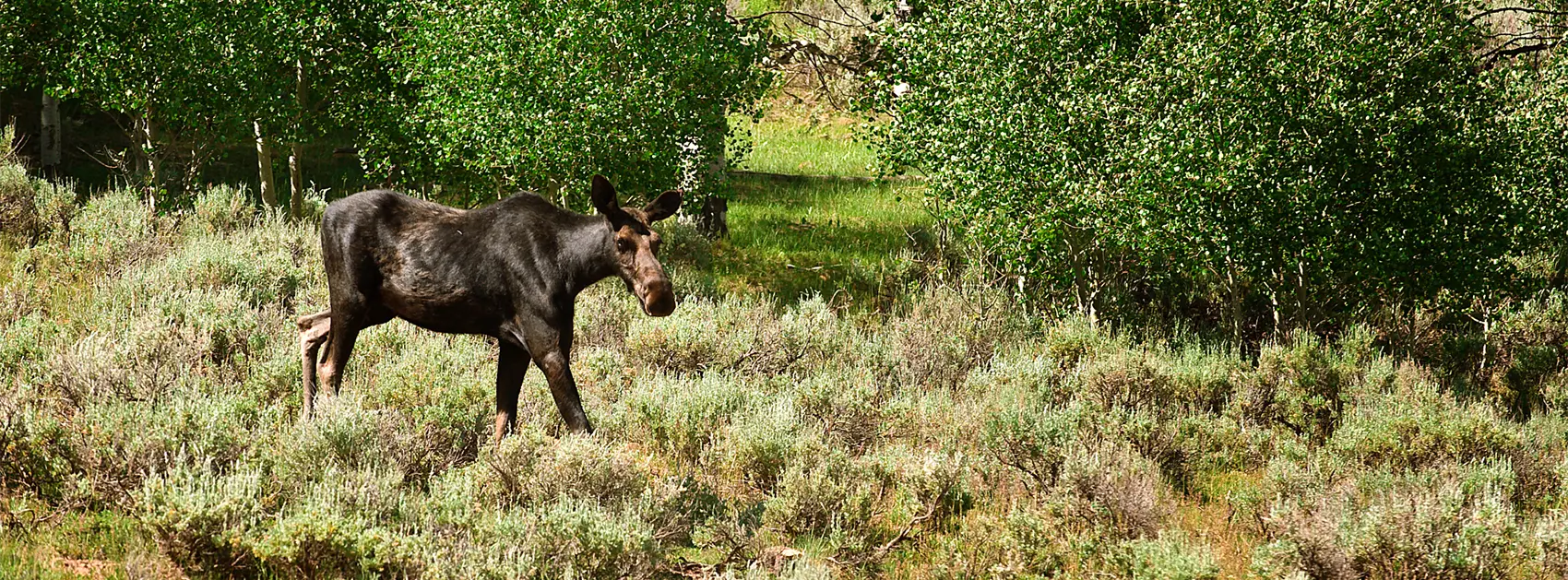 Wildlife: Moose near Scofield Reservoir