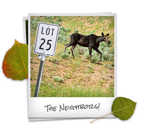 Moose at Scofield Mountain, Scofield, Utah neighbors