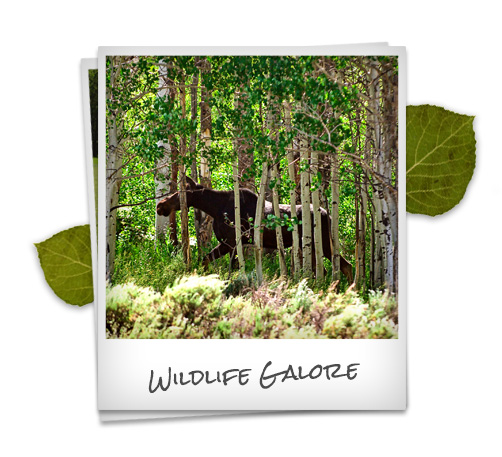 Mountain recreation: Wildlife photography in Utah mountains